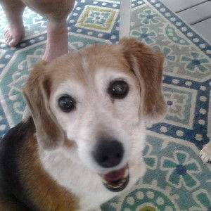 Meet your Posher, Cynthia